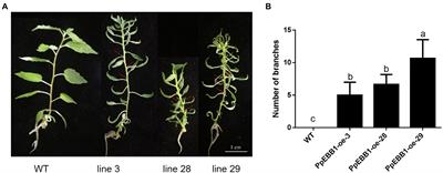 Overexpression of the Peach Transcription Factor Early Bud-Break 1 Leads to More Branches in Poplar